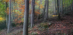 Enchanted Wood