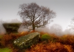Brimham Tree and Anvil