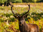 Red Deer