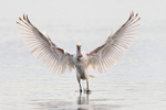 Spoonbill with wings spread after landing on Brownsea Lagoon