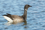 Geese portfolio