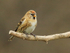 Lesser Redpoll perched by the feeders at Otmoor