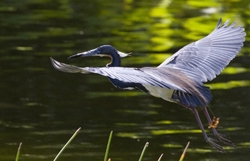 Tricolored Heron _0040