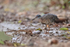 Sunbittern low angle, Porto Jofre, Mato Grosso, Brazil