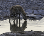 Spotted Hyena