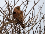 Kestrel
