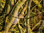 Grey Squirrel