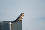 Northern Hawk Owl