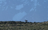 Guanaco