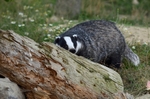 Badger