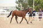 Class 318 - IH Part Bred Horse-Pony portfolio