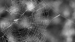 Inter_Web