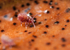 Dicyrtoma fusca - Juvenile