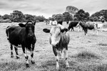 Cows and Jodrell Bank