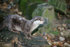 Asian Otter
