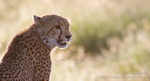 Backlit cheetah cub