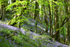 Bluebells near Looe in Cornwall
