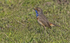 Male Bluethroat