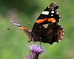 Red Admiral (05)