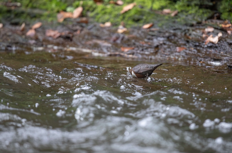 Dipper - River Bollin - Cheshire
