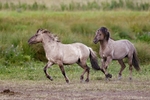 Konik Pony (Equus ferus f. caballus)
