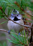 Crested Tit