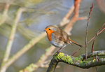 Robin