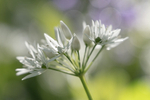 Wild Garlic Study