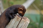 Polecat