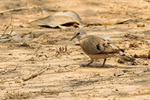 Emerald-spotted Dove