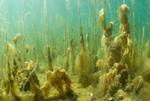 Still waters with weeds and algea of upper sea loch
