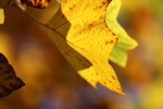 Frenchay Leafs  _90