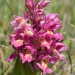 Elderflower Orchid (Dactylorhiza sambucina) 