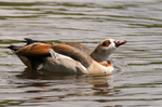 Egyptian Goose
