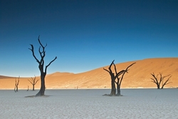 Dead Vlei
