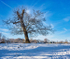 Wimpole Hall 16Dec22-12-Edit-Edit
