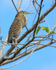 Bare-throated Tiger-Heron (juvenile), Sierpe River, Costa Rica