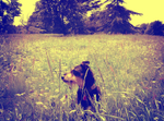 House-Sitter-Near-Me-London