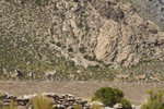 Herd of North Andean Deer