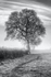 Misty Morning Oak