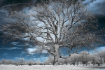 blue sky infrared tree