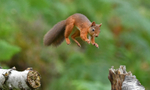 Red Squirrel