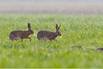 Brown Hare (Lepus europaeus)
