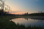 Wild Brown Bear Centre, near Vartius, Kainuu, Finland