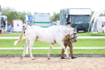 SBM_04440