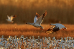Backlit Snow Geese (adult & juvenile), Bosque del Apache, New Mexico
