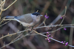 Blackcap (male) on Callicarpa bush, Oxfordshire