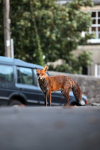 Urban fox on the prowl in Urban environment in Bristol - 0014