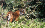Tigress