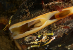 Modiolus modiolus